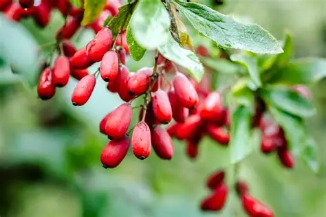 Natural herbal supplements capsules for traditional health and wellness support
