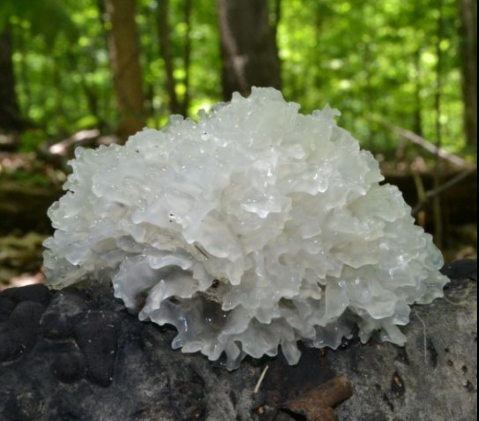 Tremella mushroom on tree natural source for beauty supplements