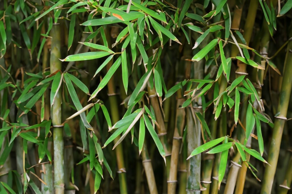 Bamboo plant extract powder showing 70% silica content for natural silicon supplements