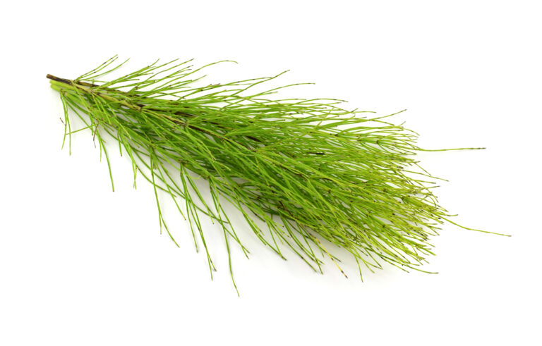 Horsetail extract for healing, wound repair, and silicon supplementation benefits