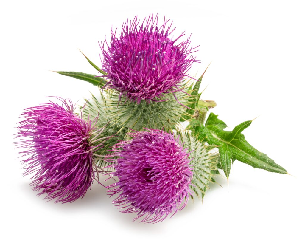 Milk Thistle for use with bioavailable supplements